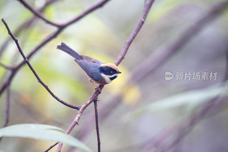 山雀:成年黑喉山雀(Aegithalos concinnus)，又称黑喉山雀。